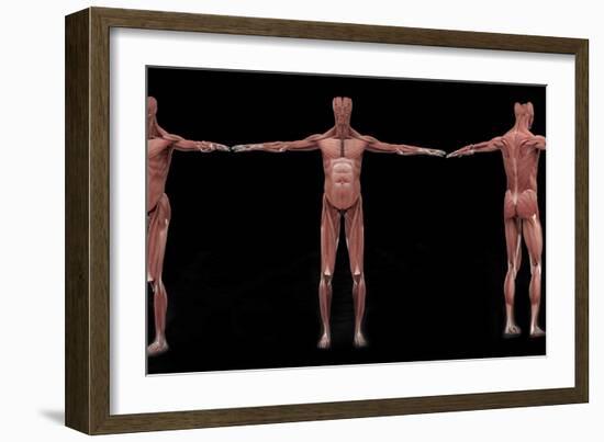 3D Rendering of Male Muscular System at Different Angles-Stocktrek Images-Framed Art Print