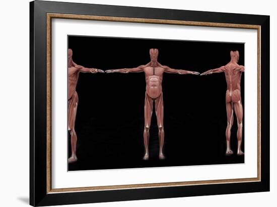 3D Rendering of Male Muscular System at Different Angles-Stocktrek Images-Framed Art Print