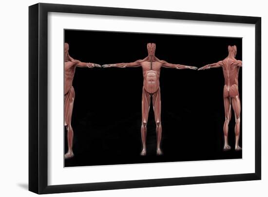 3D Rendering of Male Muscular System at Different Angles-Stocktrek Images-Framed Art Print
