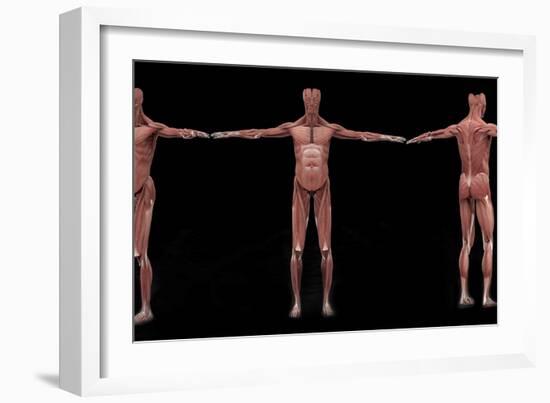 3D Rendering of Male Muscular System at Different Angles-Stocktrek Images-Framed Art Print