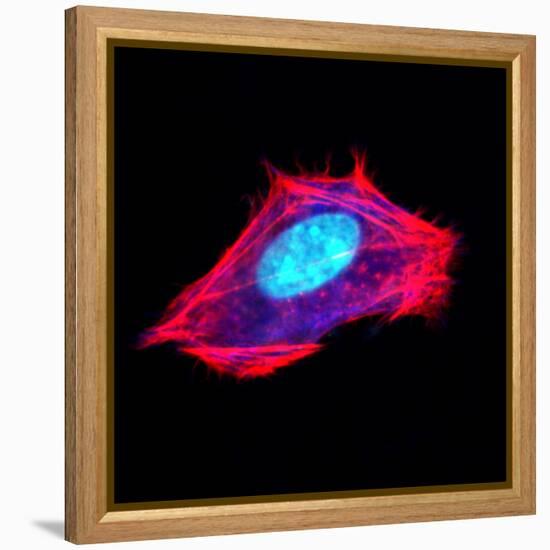 3t3 Culture Cell-David Becker-Framed Premier Image Canvas