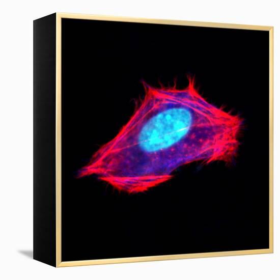 3t3 Culture Cell-David Becker-Framed Premier Image Canvas