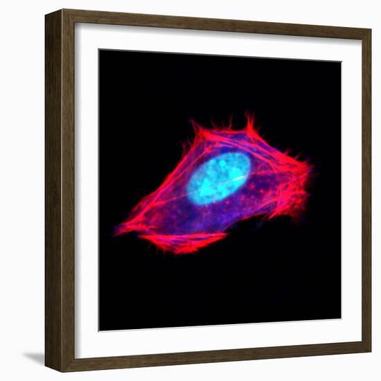 3t3 Culture Cell-David Becker-Framed Premium Photographic Print