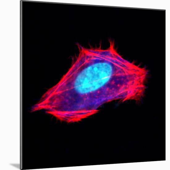 3t3 Culture Cell-David Becker-Mounted Premium Photographic Print