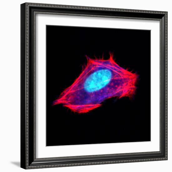 3t3 Culture Cell-David Becker-Framed Premium Photographic Print