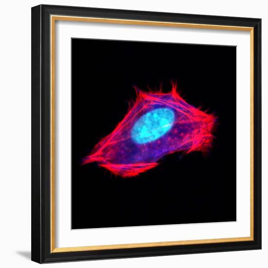 3t3 Culture Cell-David Becker-Framed Premium Photographic Print