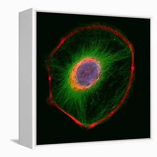 3t3 Culture Cell-David Becker-Framed Premier Image Canvas