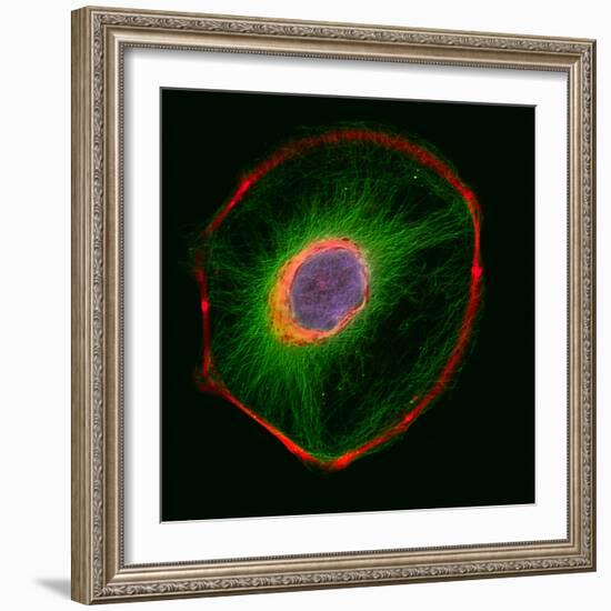 3t3 Culture Cell-David Becker-Framed Premium Photographic Print