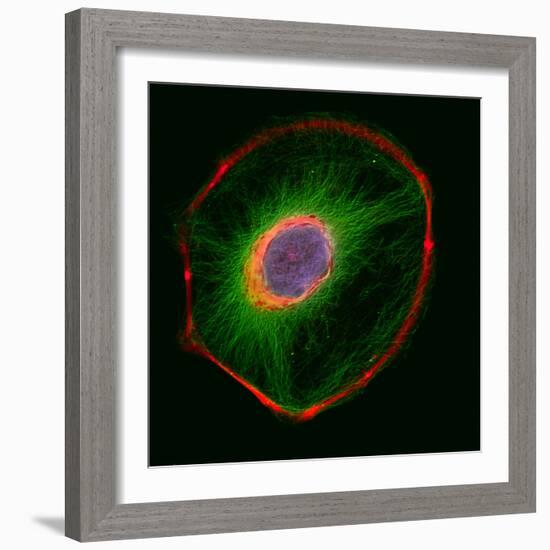 3t3 Culture Cell-David Becker-Framed Premium Photographic Print