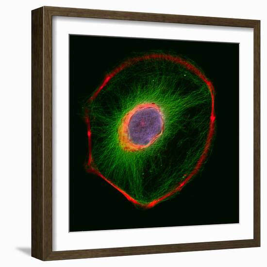 3t3 Culture Cell-David Becker-Framed Premium Photographic Print