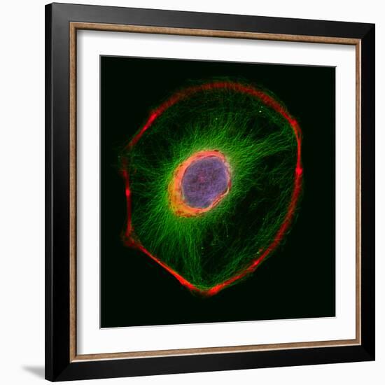 3t3 Culture Cell-David Becker-Framed Premium Photographic Print