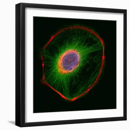 3t3 Culture Cell-David Becker-Framed Premium Photographic Print