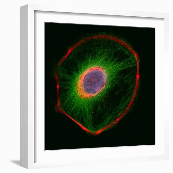 3t3 Culture Cell-David Becker-Framed Premium Photographic Print