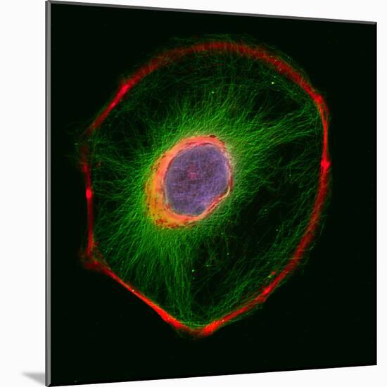 3t3 Culture Cell-David Becker-Mounted Premium Photographic Print