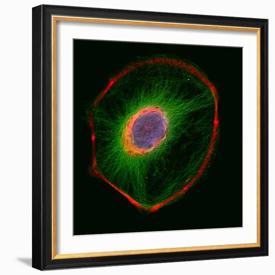 3t3 Culture Cell-David Becker-Framed Premium Photographic Print