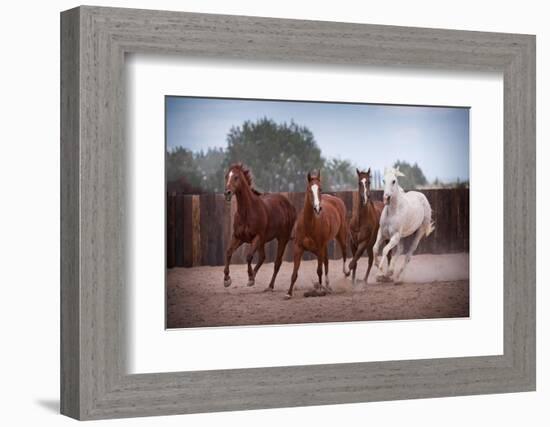 4 Horses-Steve Gadomski-Framed Photographic Print