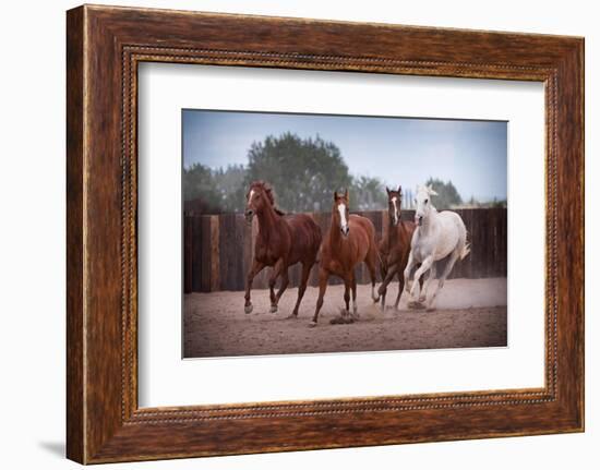 4 Horses-Steve Gadomski-Framed Photographic Print