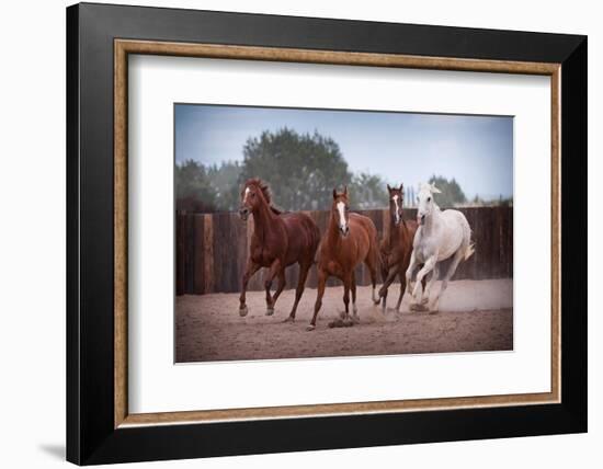 4 Horses-Steve Gadomski-Framed Photographic Print