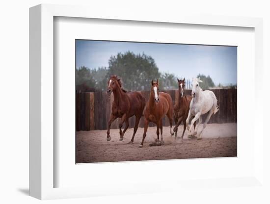 4 Horses-Steve Gadomski-Framed Photographic Print