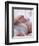 4 Month Old Baby Girl Holding Her Foot-Amanda Hall-Framed Photographic Print