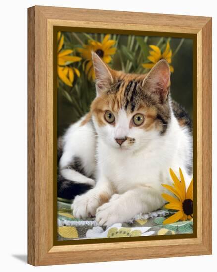 4-Months, Portrait of Tabby-Tortoiseshell-And-White Female Lying on Garden Table with Coneflowers-Jane Burton-Framed Premier Image Canvas