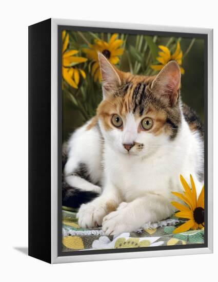 4-Months, Portrait of Tabby-Tortoiseshell-And-White Female Lying on Garden Table with Coneflowers-Jane Burton-Framed Premier Image Canvas