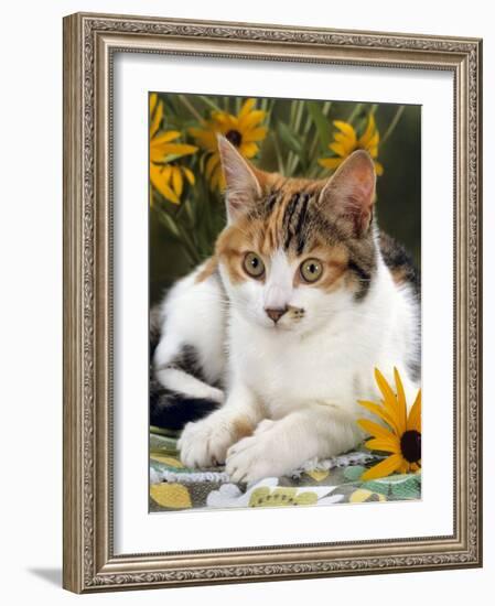 4-Months, Portrait of Tabby-Tortoiseshell-And-White Female Lying on Garden Table with Coneflowers-Jane Burton-Framed Photographic Print