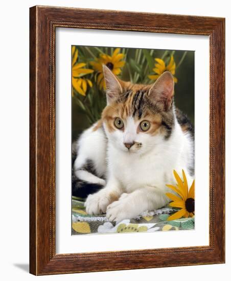 4-Months, Portrait of Tabby-Tortoiseshell-And-White Female Lying on Garden Table with Coneflowers-Jane Burton-Framed Photographic Print