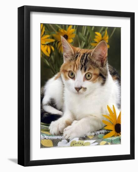 4-Months, Portrait of Tabby-Tortoiseshell-And-White Female Lying on Garden Table with Coneflowers-Jane Burton-Framed Photographic Print