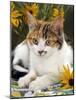 4-Months, Portrait of Tabby-Tortoiseshell-And-White Female Lying on Garden Table with Coneflowers-Jane Burton-Mounted Photographic Print