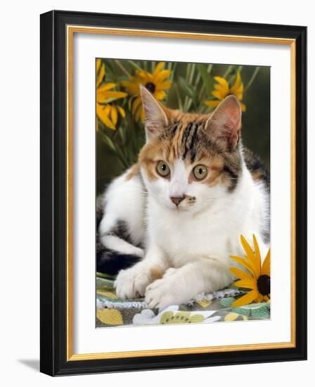 4-Months, Portrait of Tabby-Tortoiseshell-And-White Female Lying on Garden Table with Coneflowers-Jane Burton-Framed Photographic Print