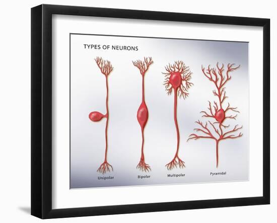 4 Types of Neurons, Illustration-Monica Schroeder-Framed Giclee Print