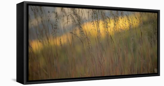 448-Dan Ballard-Framed Stretched Canvas