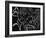 4-Pierre Henri Matisse-Framed Giclee Print