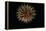 4th of July Fireworks-Magrath Photography-Framed Premier Image Canvas