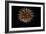 4th of July Fireworks-Magrath Photography-Framed Photographic Print