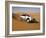 4X4 Dune-Bashing, Dubai, United Arab Emirates, Middle East-Gavin Hellier-Framed Photographic Print