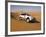 4X4 Dune-Bashing, Dubai, United Arab Emirates, Middle East-Gavin Hellier-Framed Photographic Print