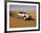 4X4 Dune-Bashing, Dubai, United Arab Emirates, Middle East-Gavin Hellier-Framed Photographic Print