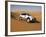 4X4 Dune-Bashing, Dubai, United Arab Emirates, Middle East-Gavin Hellier-Framed Photographic Print