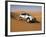 4X4 Dune-Bashing, Dubai, United Arab Emirates, Middle East-Gavin Hellier-Framed Photographic Print