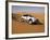 4X4 Dune-Bashing, Dubai, United Arab Emirates, Middle East-Gavin Hellier-Framed Photographic Print