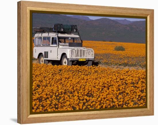 4X4 in Meadow of Daisies, South Africa-Theo Allofs-Framed Premier Image Canvas