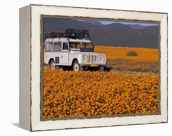 4X4 in Meadow of Daisies, South Africa-Theo Allofs-Framed Premier Image Canvas