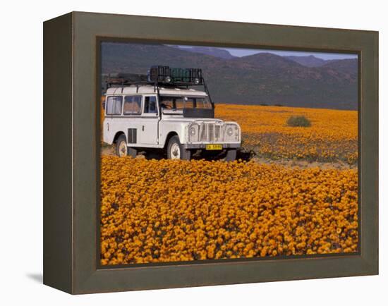 4X4 in Meadow of Daisies, South Africa-Theo Allofs-Framed Premier Image Canvas