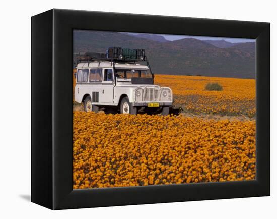 4X4 in Meadow of Daisies, South Africa-Theo Allofs-Framed Premier Image Canvas