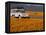 4X4 in Meadow of Daisies, South Africa-Theo Allofs-Framed Premier Image Canvas