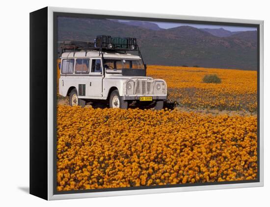 4X4 in Meadow of Daisies, South Africa-Theo Allofs-Framed Premier Image Canvas