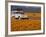 4X4 in Meadow of Daisies, South Africa-Theo Allofs-Framed Photographic Print