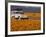 4X4 in Meadow of Daisies, South Africa-Theo Allofs-Framed Photographic Print